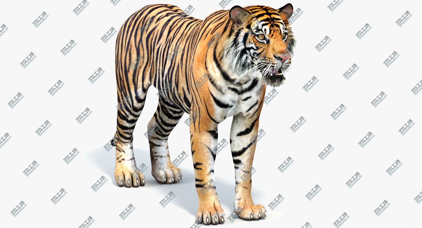 images/goods_img/2021040161/Big Cats 05 3D/4.jpg